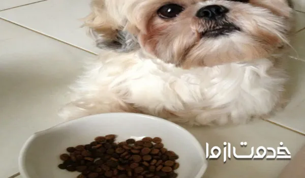 لیست غذای سگ شیتزو