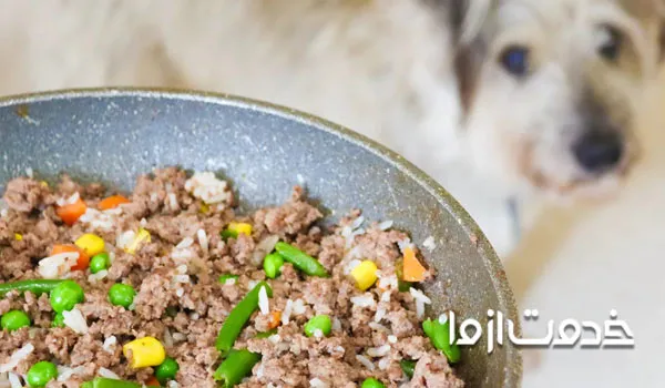 چگونگی پخت غذای سگ با سویا