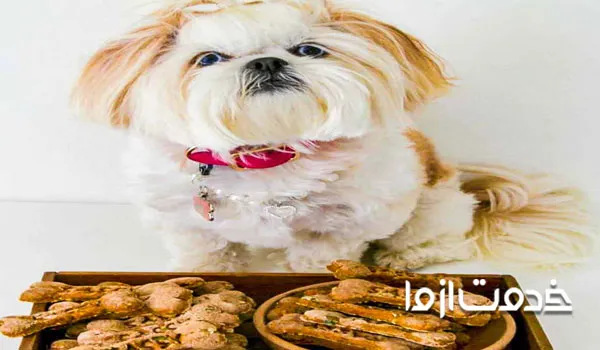 بهترین غذا برای سگ شیتزو