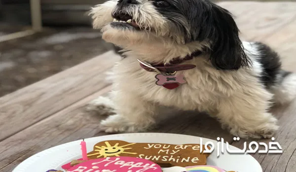 تغذیه خشک یا مرطوب برای سگ شیتزو