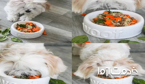رژیم غذایی برای سگ شیتزو