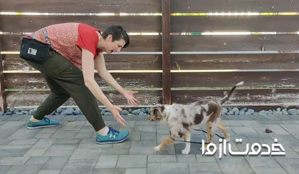 بهترین روش گرفتن سگ