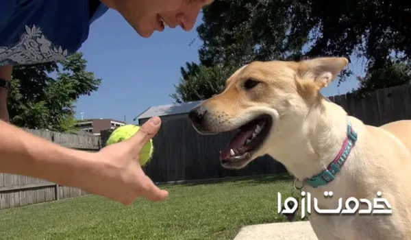 چطور با سگ ها بازی کنیم