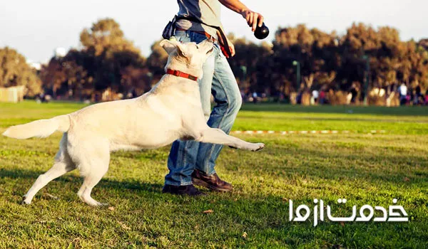 بهترین بازی با سگ ها