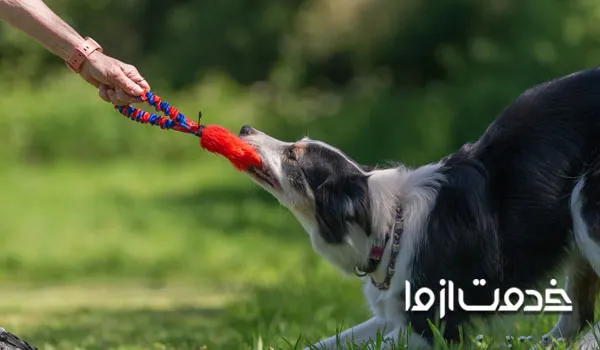 بهترین بازی برای سگ ها