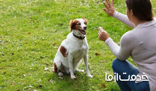 آموزش بازی با سگ ها