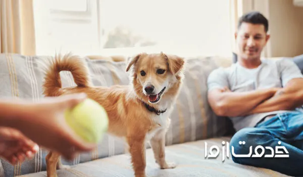 بازی با سگ ها در شب