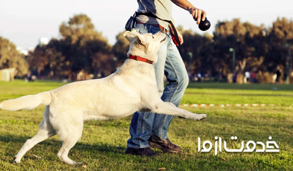 قیمت مربی سگ