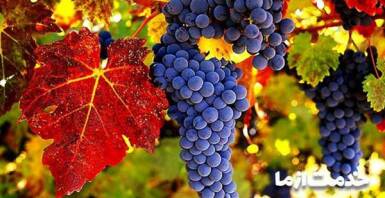 آبیاری درخت انگور