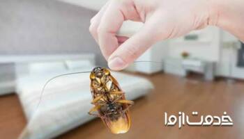 روش های از بین بردن حشرات خانگی