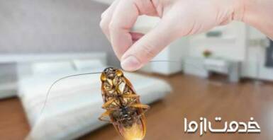 روش های از بین بردن حشرات خانگی