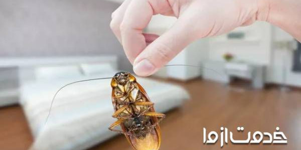 روش های از بین بردن حشرات خانگی