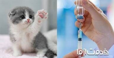 برنامه واکسیناسیون بچه گربه
