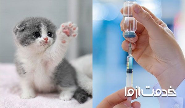برنامه واکسیناسیون بچه گربه