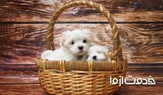 همه چیز در مورد توله سگ