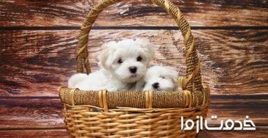 همه چیز در مورد توله سگ