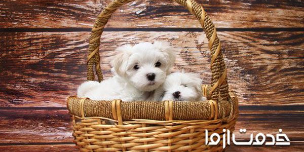 همه چیز در مورد توله سگ