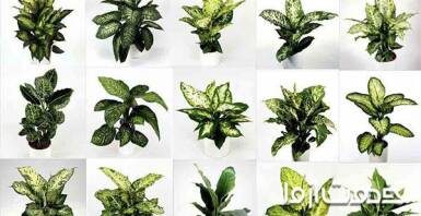 گیاه دیفن باخیا