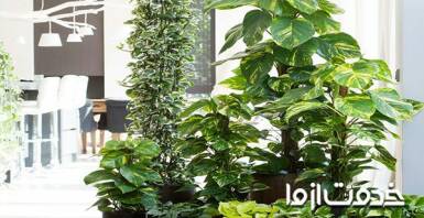 تقویت گل پتوس