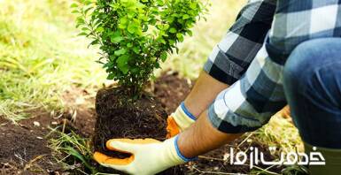بهترین زمان کاشت نهال درخت