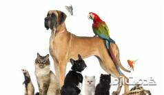 آیا حیوانات خانگی ناقل کرونا هستند؟