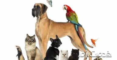 آیا حیوانات خانگی ناقل کرونا هستند؟