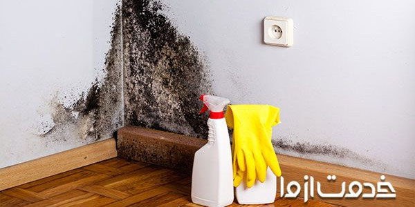 از بین بردن کپک روی دیوار