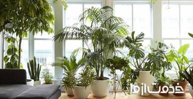 گیاهانی که به نور زیاد نیاز دارند