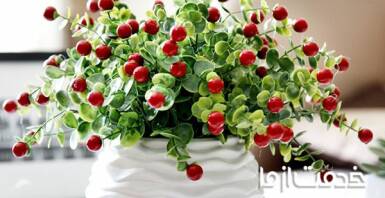 کاشت میوه در گلدان