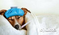 شایع ترین بیماری های سگ