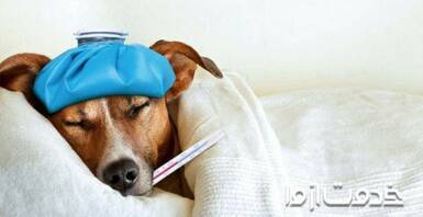 شایع ترین بیماری های سگ