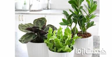 12 مورد از گیاهان خانگی پیشنهادی ناسا برای تصفیه هوای خانه