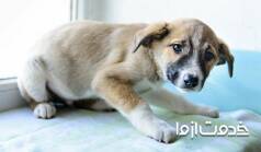 علت لرزیدن سگ چیست؟