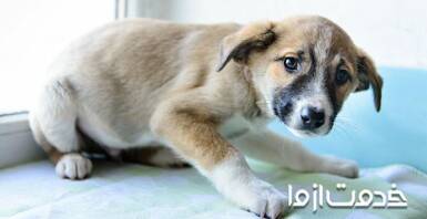 علت لرزیدن سگ چیست؟