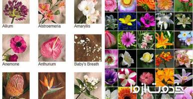 اسامی انواع گل (گل رز، گل گلدانی و گل قرمز)