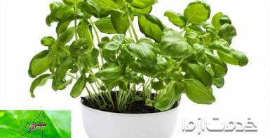 از بین بردن پشه های گلدان