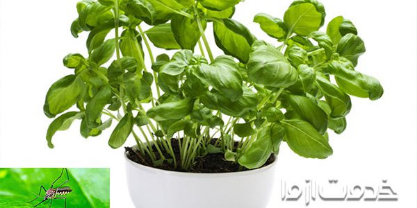 از بین بردن پشه های گلدان