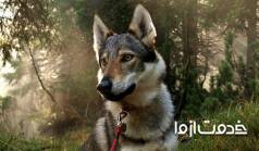 نگهداری سگ گرگی