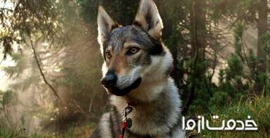 نگهداری سگ گرگی