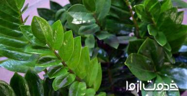 رشد سریع زاموفیلیا