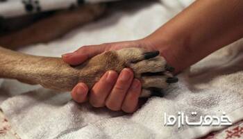 اتانازی یا یوتانایز حیوانات چیست؟