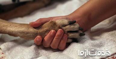 اتانازی یا یوتانایز حیوانات چیست؟