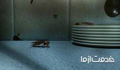 سوسک‌­‌ها از کجا می‌آیند؟