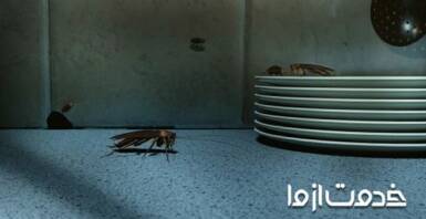 سوسک‌­‌ها از کجا می‌آیند؟