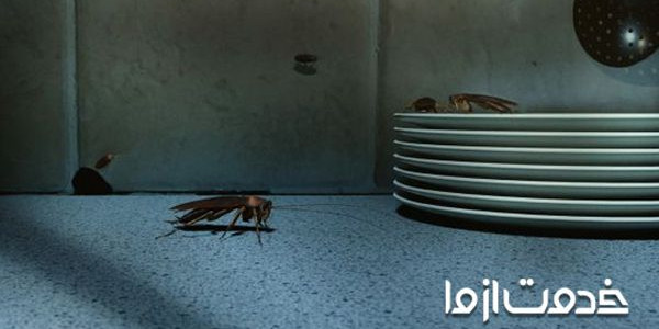 سوسک‌­‌ها از کجا می‌آیند؟