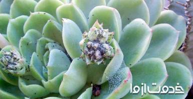 آشنایی با روش‌های از بین بردن شته کاکتوس