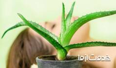 روش استفاده از آلوئه ورا برای موی سر
