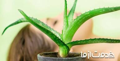 روش استفاده از آلوئه ورا برای موی سر