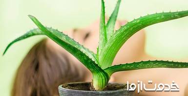 روش استفاده از آلوئه ورا برای موی سر