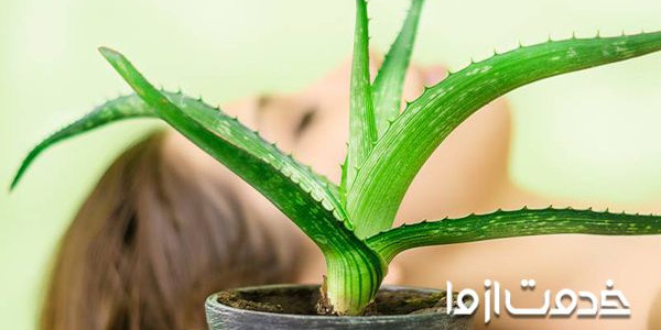روش استفاده از آلوئه ورا برای موی سر